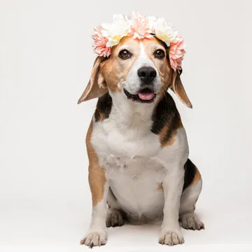 极速飞艇新用户注册引导展示